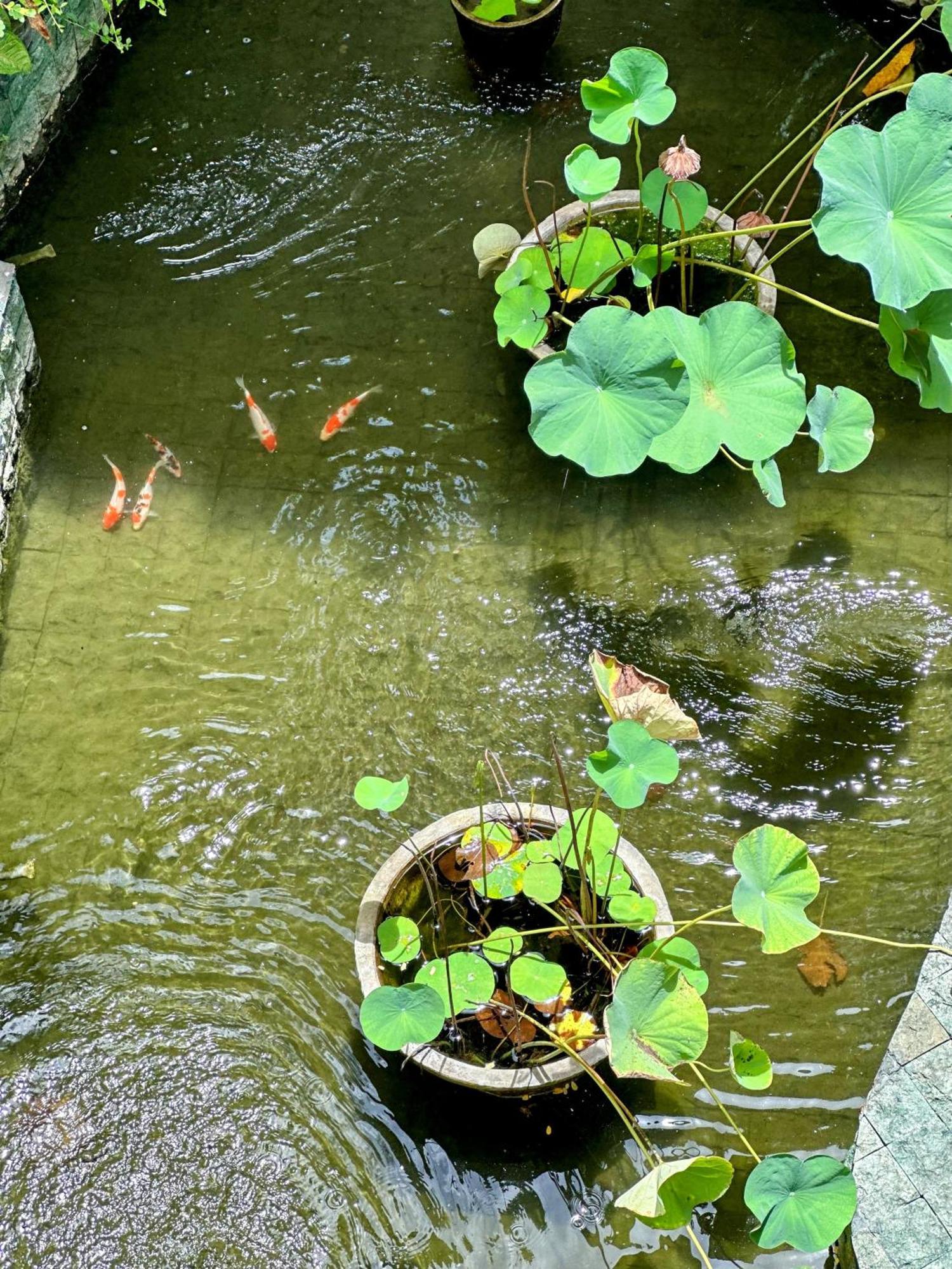 Sattva Yoga Retreat Villas Canggu Buitenkant foto